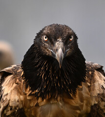 un quebrantahuesos en las montañas de españa