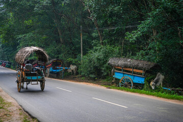  Ox with cart on the road in Sigiriya, Sri Lanka, Asia