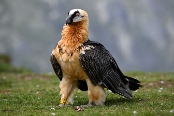 Fototapeta premium un poderoso quebrantahuesos en las montañas de los pirineos en españa