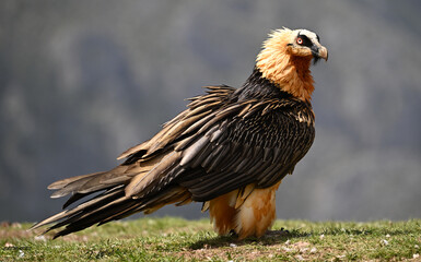 a majestic bearded vulture in spain