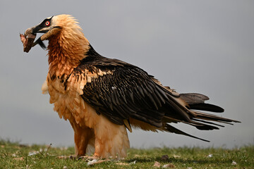 a majestic bearded vulture in spain