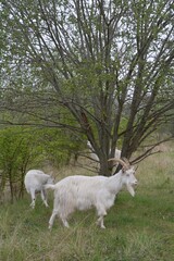 Obraz premium Goats Walking and Grazing Beneath Leafy Tree in Spring Meadow