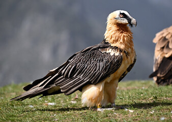 a majestic bearded vulture in spain