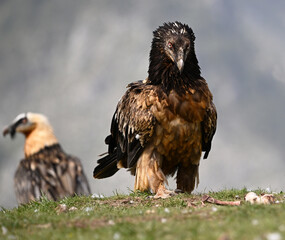 a majestic bearded vulture in spain
