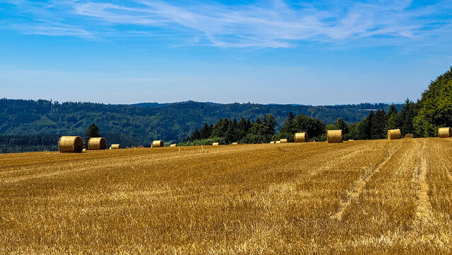 An yellow field of straw bales on a sunny day, against the backdrop of a green forest and blue sky with white clouds. Bodensee Region, Germany. - Powered by Adobe