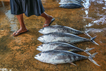 The market for marine fish. Street market. Sale of fresh fish. Freshly caught fish. Fish shop....
