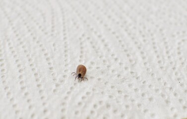 Tick ​​after drinking blood on paper