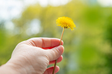 Fototapeta premium yellow dandelion in female hand, background summer mood, seasonal rejuvenating power nature, healthy lifestyle, rejuvenating power nature