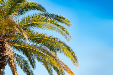 Fototapeta premium vibrant green palm leaf captures essence of tropical getaways and relaxation, Symbol of paradise, natural beauty