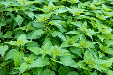fresh nettle leaves, Green herbal plants in natural environment. Wild herbs and botany concept,...
