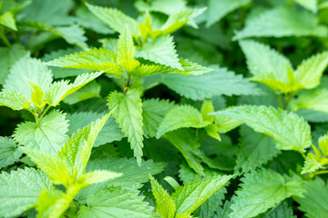 fresh nettle leaves, Green herbal plants in natural environment. Wild herbs and botany concept,...