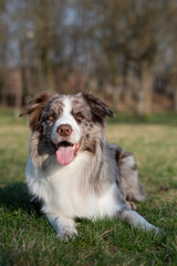 border collie dog. The dog lying on the grass and smiling. Border collie , best friend. Play time.