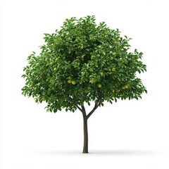 Fototapeta premium Close up of a tree with green leaves and small green fruits against a plain white background view