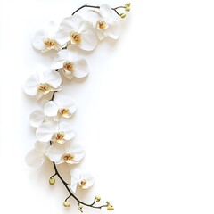 Obraz premium White Orchid Flowers Blooming: Elegant Decorative Floral Arrangement for Home Decor and Nature Lovers