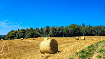 A field of straw bales on a sunny day, against the backdrop of green forest and a blue sky. In the foreground - a big roll of hay. Harvesting, margin for winter for livestock in Europe.
