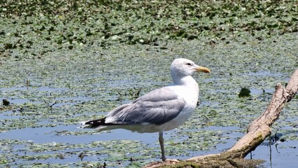 black headed gull