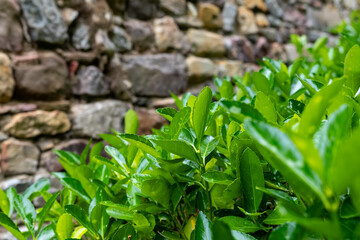Lush green foliage contrasting against the textured stone wall in a serene outdoor garden during a sunny afternoon