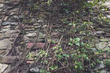 Nature reclaiming its territory on an ancient stone wall in a tranquil setting