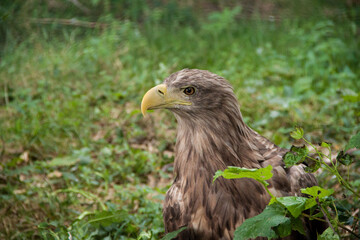 Eagle. Eagle in the wild. Eagle on a green background
