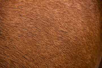 Textured brown wool. Natural wool photo
