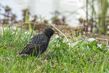 Ein Star (Sturnus vulgaris) auf Nahrungssuche mit einer Larve im Schnabel