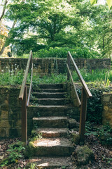 Exploring a hidden staircase in a lush forest surrounded by vibrant greenery and tranquil nature