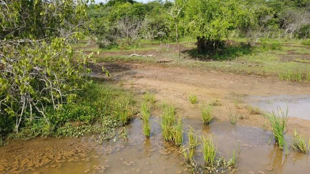 waran in yala national park 