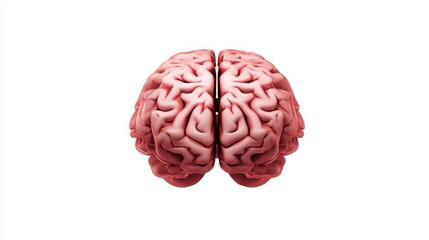 Human Brain Anatomy, Function, and Neurological Aspects