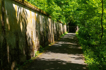 Green corridor enveloped by lush trees and a weathered stone wall inviting exploration in a tranquil setting