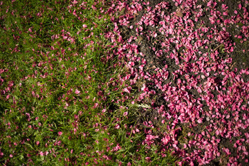 Fallen pink flower petals on green grass.