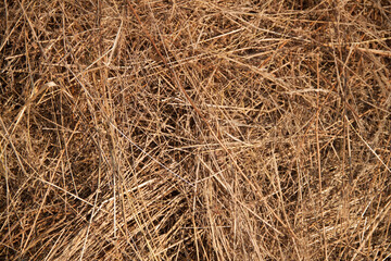 Hay texture. Hay and straw photo. Yellow dry grass background