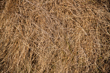 Hay texture. Hay and straw photo. Yellow dry grass background