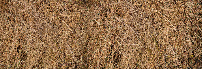 Hay texture. Hay and straw photo. Yellow dry grass background