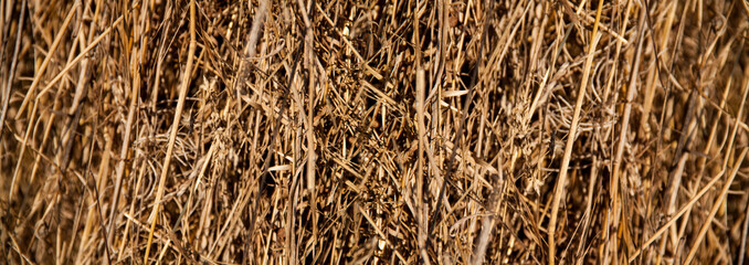 Hay texture. Hay and straw photo. Yellow dry grass background