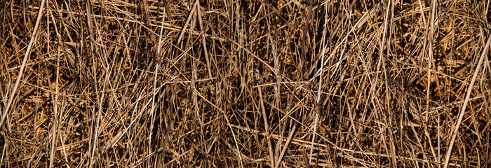 Hay texture. Hay and straw photo. Yellow dry grass background