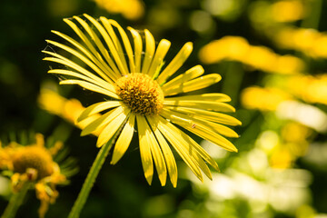 Bright yellow flower sways gently in a sunlit garden, surrounded by blooming flora in a tapestry of...