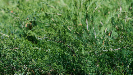Green juniper shrub foliage close-up. Natural evergreen plant texture background