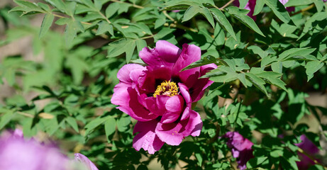 Lush purple peony flowers with vibrant yellow stamens, in full bloom amidst dense green foliage in...
