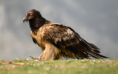 Fototapeta premium a majestic bearded vulture in the mountain in spain