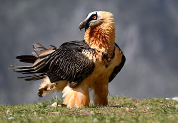 a powerful bearded vulture in spain