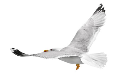 Yellow-legged gull in flight, Larus michahellis, isolated on white, clipping path	