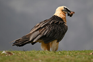 a majestic bearded vulture in the mountain in spain