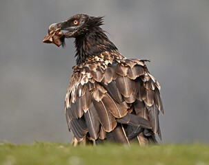a majestic bearded vulture in spain