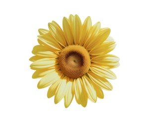 Realistic Sunflower Illustration PNG with Transparent Background