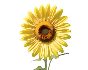 Fototapeta premium Single Yellow Sunflower with Green Leaves