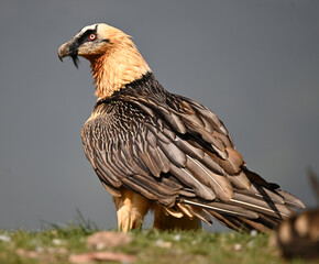 a majestic bearded vulture in spain