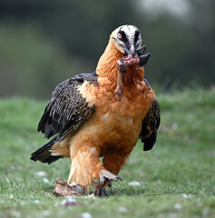 a majestic bearded vulture in the mountain in spain