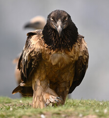 a powerful bearded vulture in spain