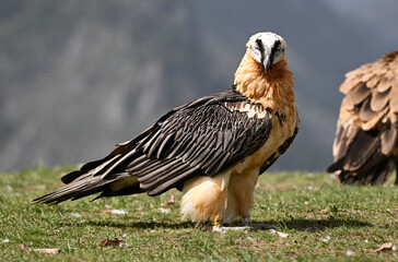 a majestic bearded vulture in spain