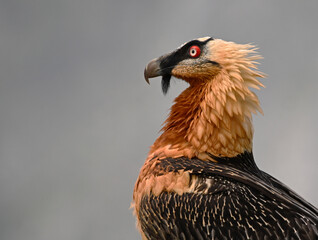 a majestic bearded vulture in spain
